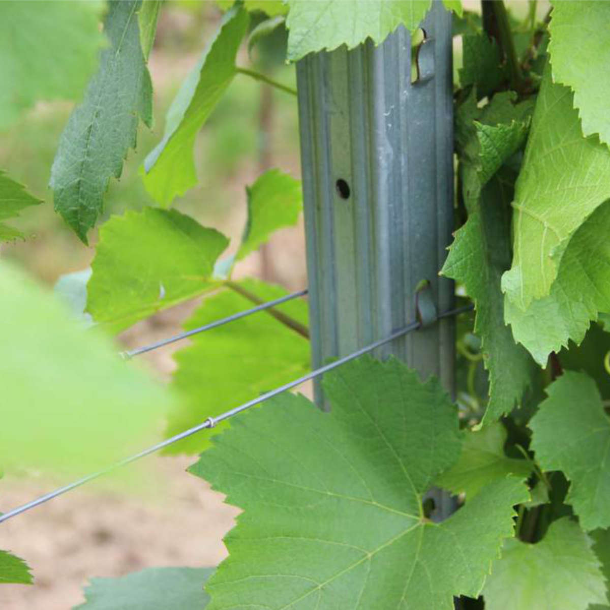 Słupki sadownicze - końcowy - wys. 2,7 m (tylko odbiór osobisty) Słupki sadownicze - końcowy - wys. 2,7 m (tylko odbiór osobisty)