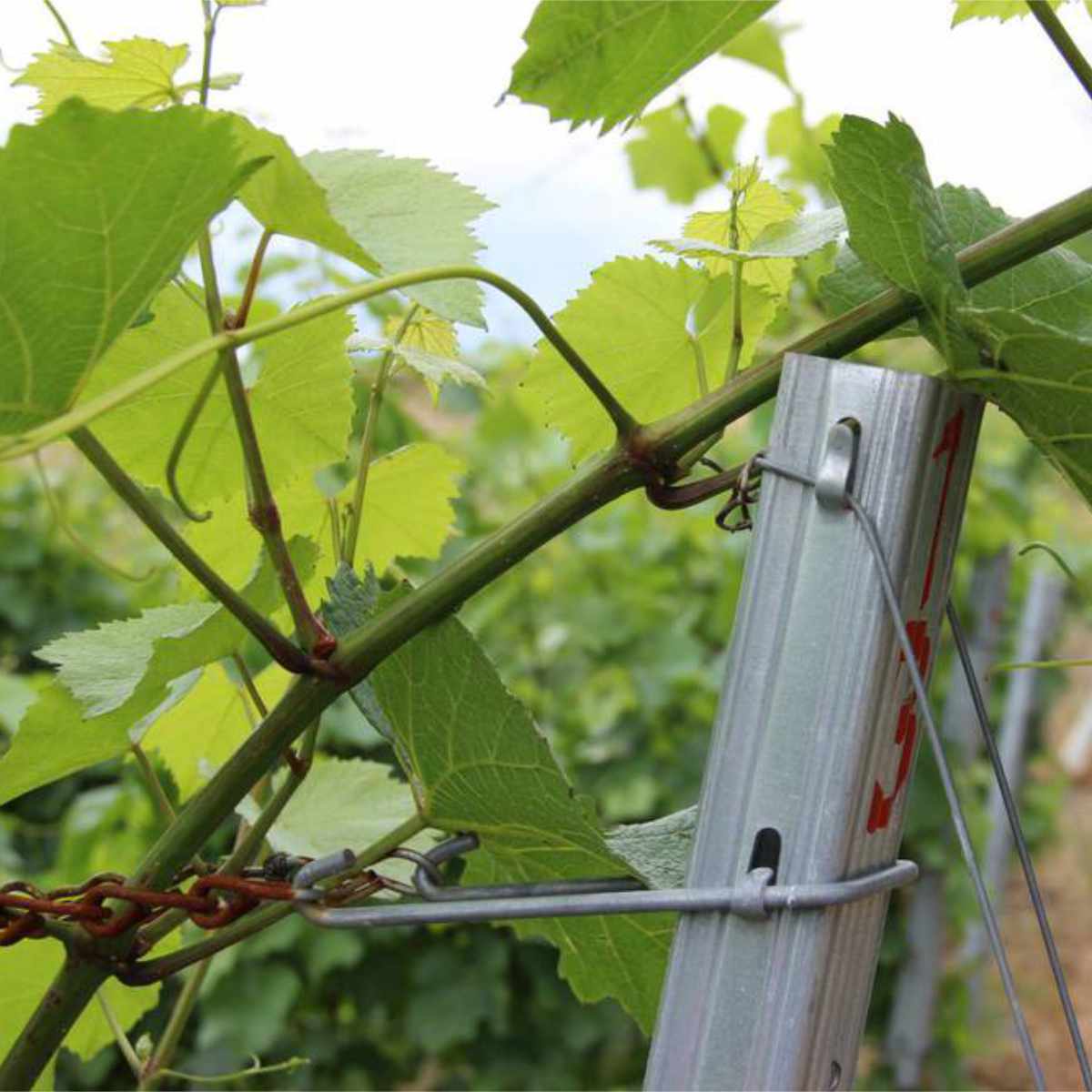 Słupki sadownicze - końcowy - wys. 2,7 m (tylko odbiór osobisty) Słupki sadownicze - końcowy - wys. 2,7 m (tylko odbiór osobisty)